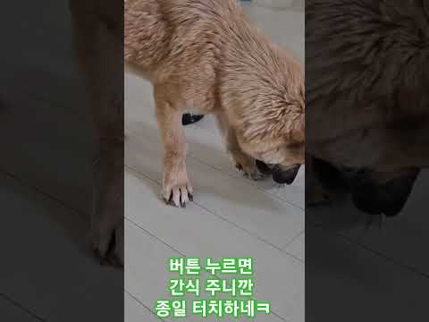 #애견간식교육#진도믹스견