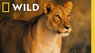 🔴 LIVE: Wild Animals and the Fight for Survival | Savage Kingdom | S1 FULL EPISODES | Nat Geo