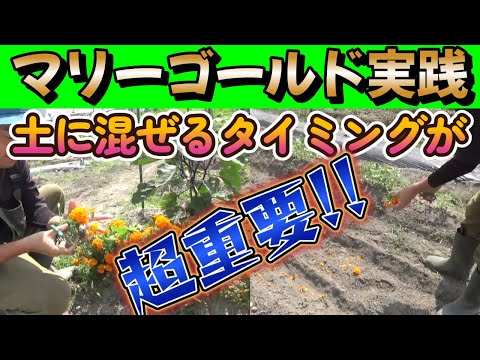 【土作り】万能マリーゴールドを土作りの際に使用する時の注意点!!【家庭菜園】【害虫対策】【農業初心者】