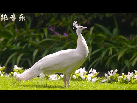 刘英唢呐《百鸟朝凤》Liu Ying (Suona) - A Hundred Birds Paying Homage to the Phoenix 莺歌燕舞，鸟语花香，生机勃勃的大自然景象