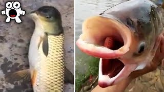 Mutant Fish Taking Over Waters Around the World