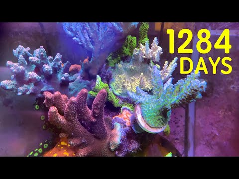 小小珊瑚缸150L 1284Days 鹿角珊瑚Acropora Corals