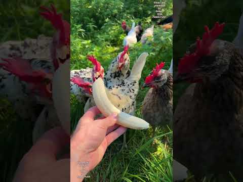 When it's BANANA-DAY and you don't like to share #chickens #raisingchickens #backyardchickens #farm