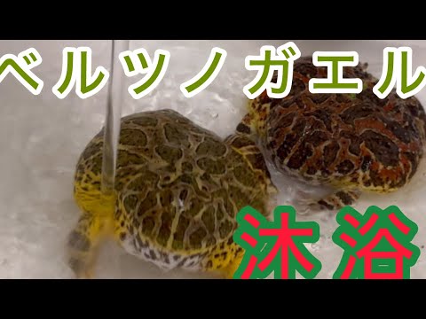 ベルツノガエル　#沐浴　# 餌やり