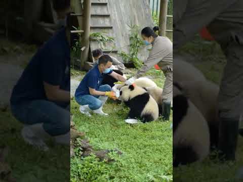 飼育員はこのようにパンダに餌をやりましたか？
How Does Nannies Feed Pandas？