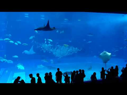 沖縄県、美ら海水族館にいってきました。大水槽がすごすぎ　2024年01月20日