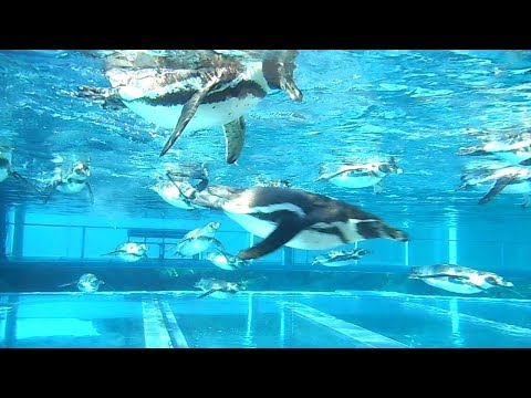 森きららのペンギン