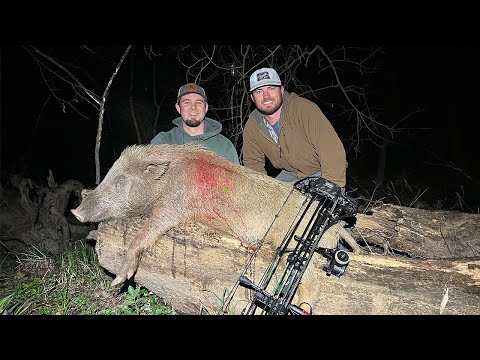 Bow Hunting Pigs With SPOTLIGHT {Calling In Pigs To 15 YARDS}