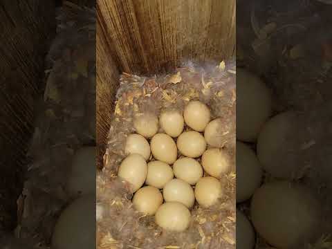 Wood Duck Nest #woodduck #habitat #duck #nature