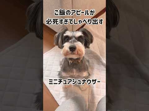 【ミニチュアシュナウザー】ご飯アピールが必死すぎてしゃべり出す犬 #shorts #schnauzer #miniatureschnauzer #シュナウザー