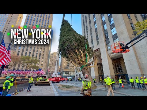 Installation Of NYC Rockefeller Center Christmas Tree 2024 ✨ New York City Christmas 2024 🌲