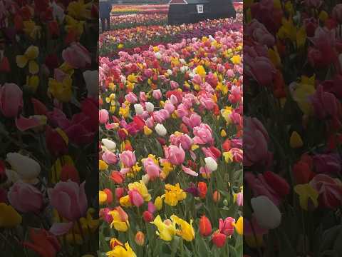 Tulip Experience Amsterdam #flowers #gardeningflowers #nature #naturelovers #travel #music #spring