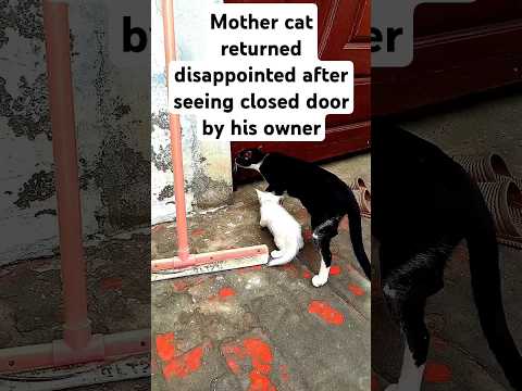 Mother cat got sorrow after seeing closed door #cat #poorcat #catrescue #catlover