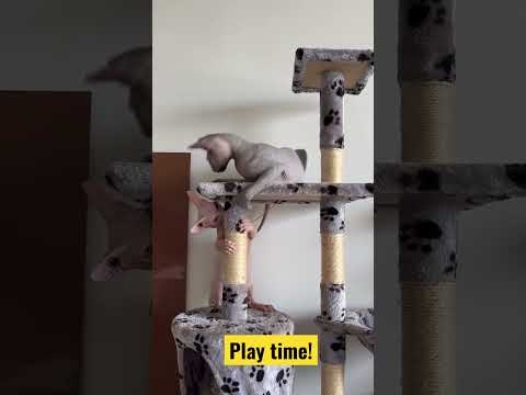 Play time! #sphynxcat