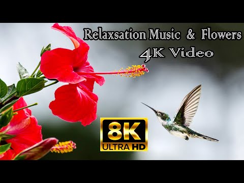 relaxsation music|| flowers videos|| nature videos|| 4k videos|| 8k videos||sandhyachakri vlogs||