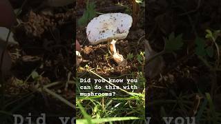 Mushroom trick for floral design! #cutflowerfarm #bouquet #whitebouquet #farmerflorist  #cutflowers