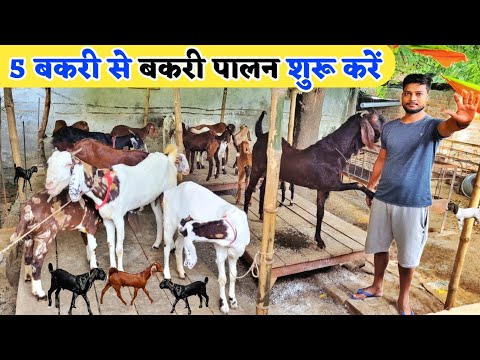 कम खर्च में बकरी पालन कैसे करें | Kam kharch me goat farm kaise banaye | Goat farming