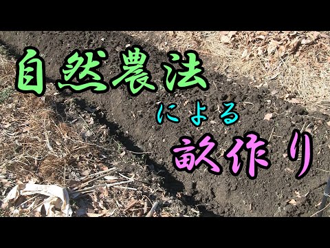 【自然農法】畝作り