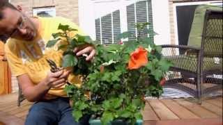 Pruning Tropical Hibiscus