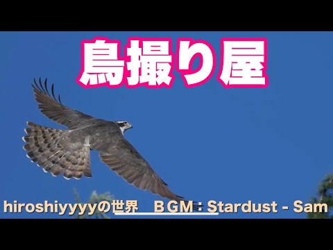 鳥撮り屋Hiroshiyyyyの世界　昭和９９年１２月　ＢＧＭ：Stardust - Sam at analog