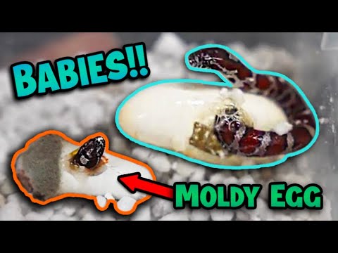 Baby Eastern Milksnakes Hatching!