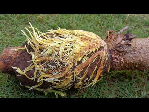 how to airlayering fruit tree - mulberry propagation ( Big tree airlayering)