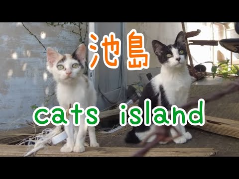 診療所前の可愛いやつら　Cute guys in front of the clinic【池島】【夏休み2024】【猫島巡り】