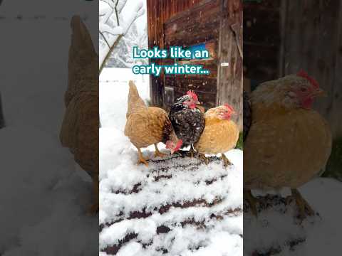 Looks like an early winter #seramachicken #bantams #hühner #raisingchickens #zwerghuhn #gallinas