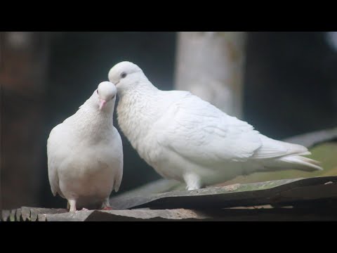 These Birds Are Very Beautiful | Pigeon Rearing | These Pigeons Possess The Beauty Of Sight