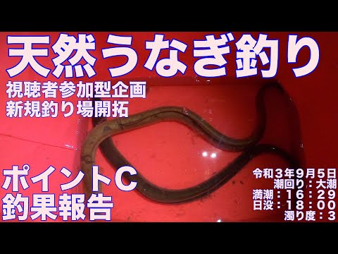 令和3年9月5日 天然うなぎ釣り 視聴者参加型企画 ポイントC釣果報告 ドバミミズ使用