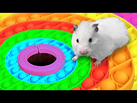 🐹 Hamster Escapes the Rainbow POP IT Maze 🌈 [OBSTACLE COURSE]