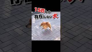 世界に15匹しかいない犬 #かわいい動物動画 || There are only 15 dogs in the world #Cute Animal Videos.