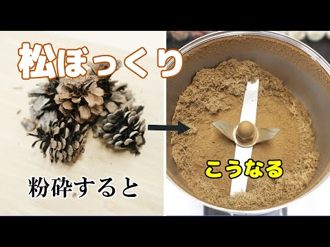 【製品テスト】松ぼっくり（松かさ）を乾燥・粉砕してパウダー加工