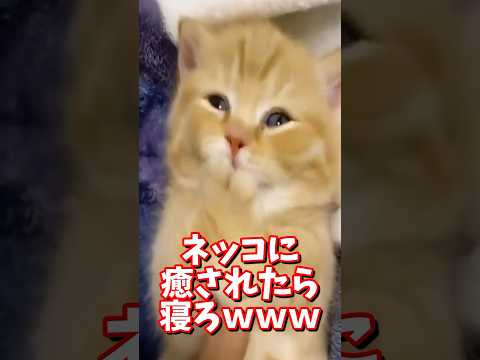 ネッコの動画で癒されたら寝ろｗｗｗ　#2ch #2ch動物スレ #2ch面白いスレ #動物 #犬 #猫 #癒やし #ねこ