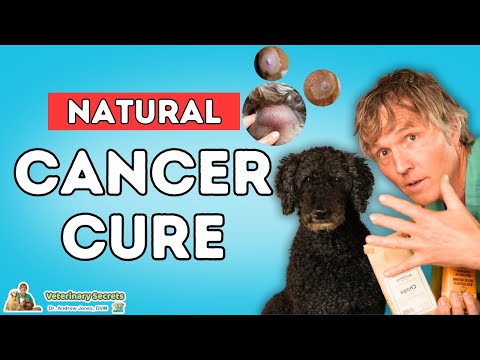 Can Natural Remedies Really Fight Pet Cancer? 5 Breakthrough Tips Every Pet Lover Needs to Know!