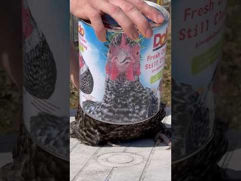 Fallout Shelter Canned Chicken, Still Clucking! #fallout #chickens #cute #hens #canning #farmlife