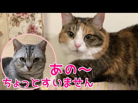 関西弁をしゃべる猫のあんなちゃん爪とぎの上でお昼寝したい　おしゃべりペット