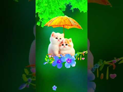 #cute #cat #catlover #catdance #shortvideo #shorts #short #trending #youtubeshorts #youtube #reels