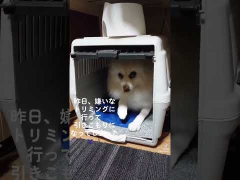 引きこもり　#shorts #保護犬#不安分離症