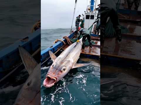 HUGE sea monster captured by fishermen🌊🐟