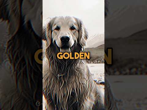 It is said that they have a "Golden soul" #dog #goldenretriever #shorts