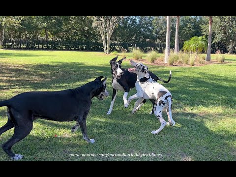 Funny Great Danes Decide Puppy's 6 Month Family Portrait Will Involve Playtime Moves