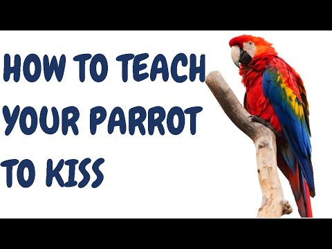 How To Teach Your Parrot To Kiss