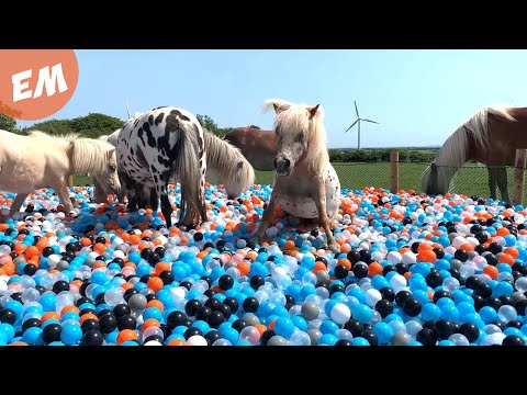 BALL POOL Surprise for my 11 Miniature PONIES!  30,000 BALLS