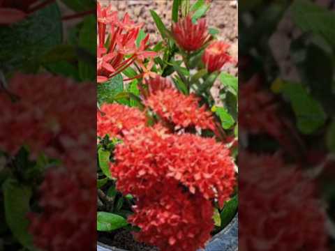 Nourish plus fertilizer സ്പ്രേ ചെയ്താൽ പൂക്കൾ തിങ്ങി നിറയും# ixora plant #youtubeshorts