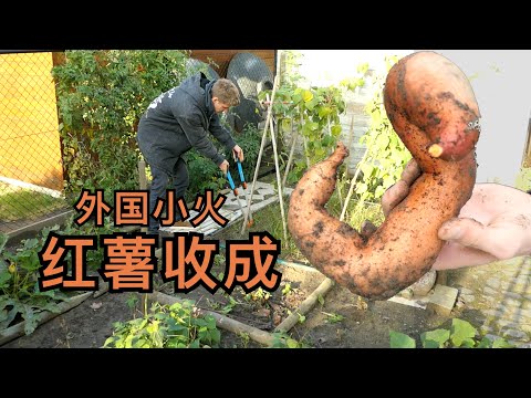 My Last Harvest: Sweet Potato & Yacon