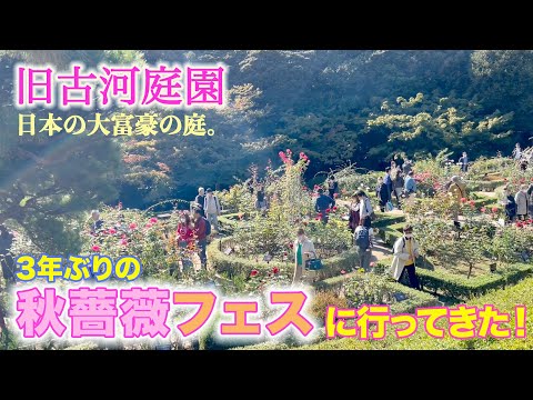 【秋薔薇フェス2022】旧古河庭園の秋薔薇まつりに行ってきた！こんな場所が都内にあるとは。。。西洋庭園＆日本庭園、必見です！