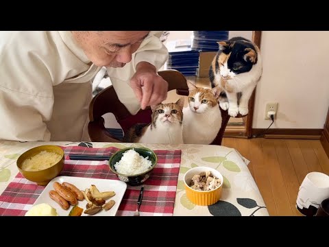 目の前におやつがあるけど住職がくれるまで待つ猫達の目線がかわいい