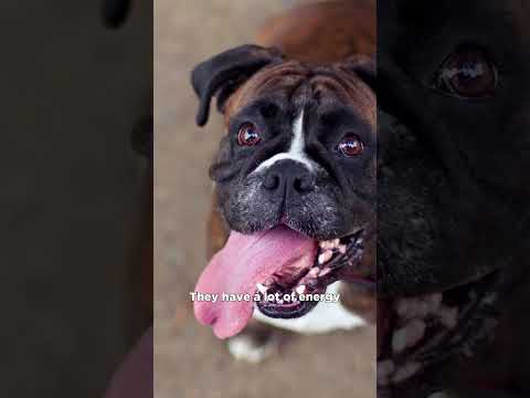 The Boxer: A Fun-Loving and Mischievous Breed #shorts