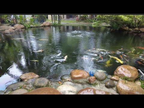 Tropicana Aquatic & Water Garden - Japanese Koi and Bonsai